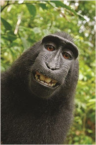 funny monkey face HUMOROUS PHOTO POSTER kid friendly ANIMAL LOVER 24X36 new