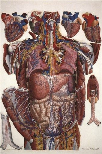 ANATOMY POSTER illustration of human viscera PAULO MASCAGNI scientific 24X36