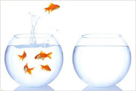 HUMOROUS GUPPY making an escape PHOTO POSTER rare new animated 24X36 BOLD