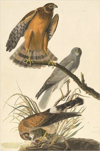 audubon NORTHERN HARRIER BIRD fine art poster COLLECTORS RARE 24X36 prized