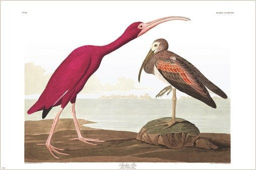 BIRDS OF AMERICA fine art AUDUBON poster UNIQUE COLLECTORS colorful 24X36
