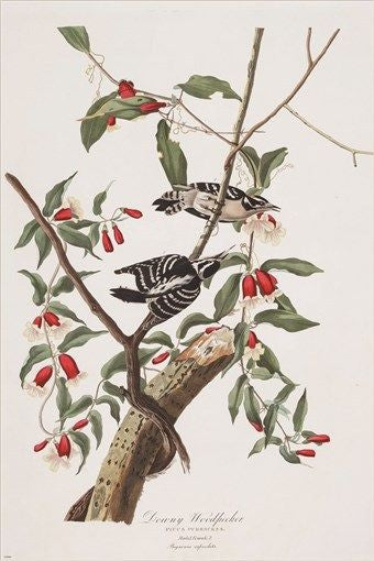 downy woodpecker AUDUBON bird poster COLLECTORS DETAILED colorful 24X36 HOT