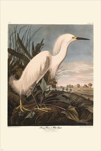 snowy heron VINTAGE AUDUBON POSTER detailed wildlife collectors 24X36 RARE