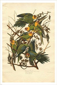 AUDUBON'S carolina parrot FINE ART BIRD POSTER 24X36 rare HOT NEW detailed