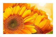 GOLDEN SUNFLOWERS photo poster BOTANICAL prized FRESH new BEAUTIFUL 24X36