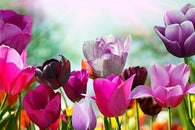 MAGENTA AND VIOLET TULIPS photo poster DELICATE FLOWERS beautiful 24X36 NEW