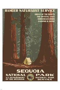 SEQUOIA NATIONAL PARK vintage nature poster 1938 RANGER NATURALIST 24X36 new