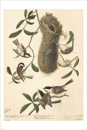 AUDUBON chestnut-backed chickadee RARE BIRD POSTER w/nest COLLECTORS 24X36