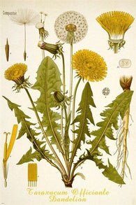 dandelion flower CLASSIC BOTANICAL POSTER scientific RARE top notch 24X36