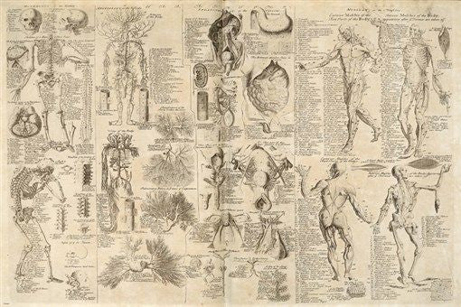 ANATOMICAL CHART CYCLOPAEDIA poster of human body detailed 1728 24X36   - SW0