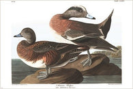 AMERICAN WIDGEON - audubon nature COLLECTORS DUCK rare poster 24X36 GEM