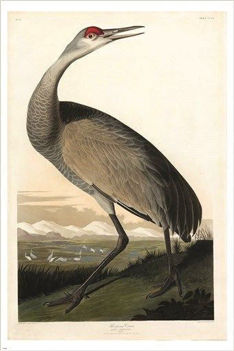 WHOOPING CRANE audubon fine art poster RARE DETAIL COLLECTORS 24X36 unique