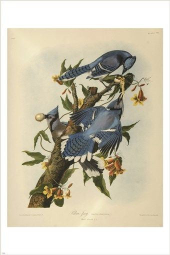 audubon - BLUE JAY bird poster COLORFUL WILDLIFE collectors FINE ART 24X36
