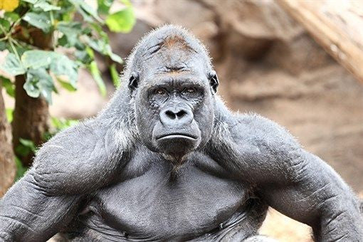 tough silverback GORILLA animal poster MIGHTY DEFIANT kid friendly 24X36 NEW
