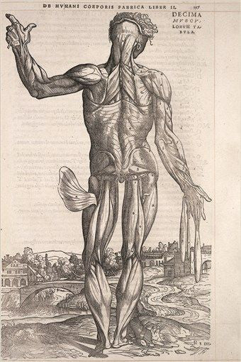 de humani corporis fabrica ANATOMY POSTER 1543 scientific historic 24X36