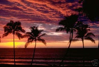 Sunset Poster Tropical Beach Palm Trees Paradise