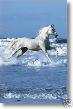 Wild Horse Poster Running on the Beach Rare Poster Print by Bob Langrish, 24x36 Poster Print by Bob Langrish, 24x36 Poster Print by Bob Langrish, 24x36