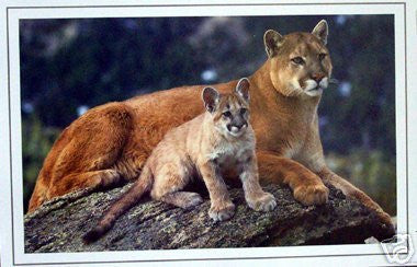 COUGAR AND CUB - MOTIVATIONAL - WILDLIFE POSTER PRINT