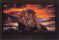 AFRICAN LION POSTER - NEW RARE 24X36 PRINT