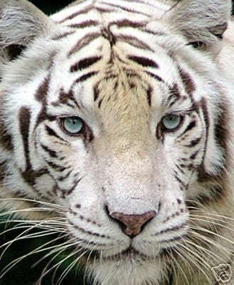 White Tiger Poster Closeup Headshot HOT Rare NEW