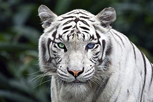 WHITE TIGER POSTER Amazing Eyes RARE HOT NEW 24x36