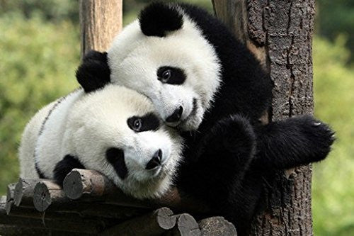 PANDAS POSTER Big Hug - Amazing Shot RARE HOT NEW 24x36