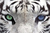 WHITE TIGER EYES POSTER Amazing Eyes Closeup RARE HOT NEW 24x36